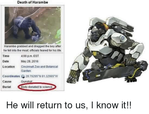 death-of-harambe-harambe-grabbed-and-dragged-the-boy-after-3000756